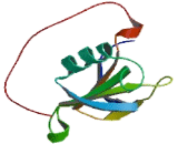 Chromosome 12 Open Reading Frame 33 (C12orf33)