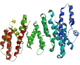 Chromosome 12 Open Reading Frame 40 (C12orf40)