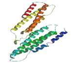 Chromosome 12 Open Reading Frame 50 (C12orf50)