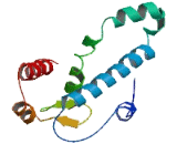 Chromosome 12 Open Reading Frame 54 (C12orf54)