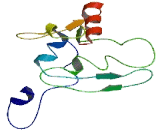 Coiled Coil Domain Containing Protein 184 (CCDC184)