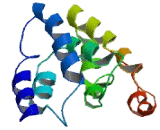 Testis Expressed Protein 29 (TEX29)