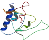 Testis Expressed Protein 26 (TEX26)