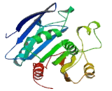 Testis Expressed Protein 30 (TEX30)