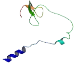 ATP11A Upstream Neighbor Protein (ATP11AUN)