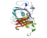 Trans-L-3-Hydroxyproline Dehydratase (L3HYPDH)