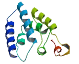 Chromosome 14 Open Reading Frame 177 (C14orf177)