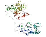 Chromosome 14 Open Reading Frame 37 (C14orf37)