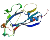 FRMD6 Antisense Gene Protein 1 (FRMD6-AS1)