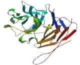 Chromosome 15 Open Reading Frame 26 (C15orf26)