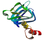 Chromosome 15 Open Reading Frame 43 (C15orf43)