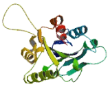 Von Willebrand Factor A Domain Containing Protein 9 (vWA9)