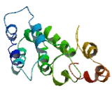 Chromosome 15 Open Reading Frame 53 (C15orf53)