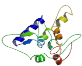 Chromosome 15 Open Reading Frame 56 (C15orf56)