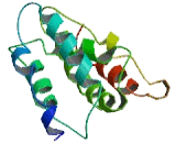 Chromosome 15 Open Reading Frame 62 (C15orf62)