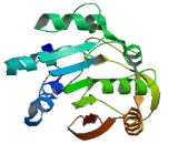 Chromosome 16 Open Reading Frame 13 (C16orf13)