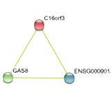 GAS8 Antisense Gene Protein 1 (GAS8-AS1)