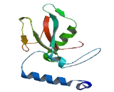 Chromosome 16 Open Reading Frame 58 (C16orf58)