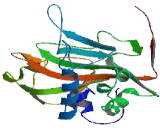 2-Oxoglutarate And Iron Dependent Oxygenase Domain Containing Protein 3 (OGFOD3)