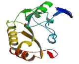 Chromosome 17 Open Reading Frame 107 (C17orf107)