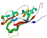 Chromosome 17 Open Reading Frame 53 (C17orf53)