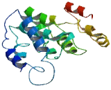 Chromosome 17 Open Reading Frame 82 (C17orf82)