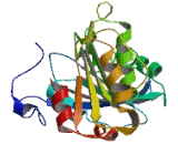 Chromosome 17 Open Reading Frame 96 (C17orf96)