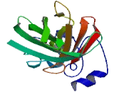 Dynactin Associated Protein (DYNAP)