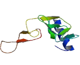 Chromosome 19 Open Reading Frame 43 (C19orf43)