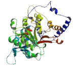 Chromosome 19 Open Reading Frame 44 (C19orf44)