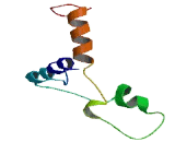 Chromosome 19 Open Reading Frame 47 (C19orf47)