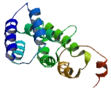 KxDL Motif Containing Protein 1 (KXD1)