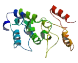 Chromosome 19 Open Reading Frame 71 (C19orf71)