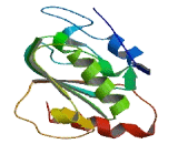 Calmodulin Lysine N-Methyltransferase (CAMKMT)