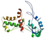 Chromosome 2 Open Reading Frame 42 (C2orf42)