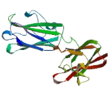 Chromosome 2 Open Reading Frame 55 (C2orf55)