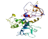 Osteoclast Stimulatory Transmembrane Protein (OCSTAMP)