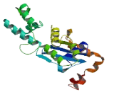 Actin Like Protein 10 (ACTL10)