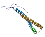 RBBP8 N-Terminal Like Protein (RBBP8NL)