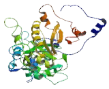 Cerebral Cavernous Malformations 2 Protein Like Protein (CCM2L)