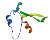 MIR1-1 Host Gene Protein (MIR1-1HG)