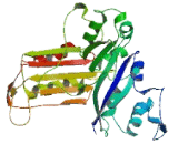 Chromosome 20 Open Reading Frame 194 (C20orf194)