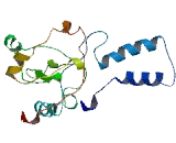 Chromosome 20 Open Reading Frame 4 (C20orf4)