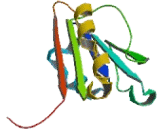 NADH Dehydrogenase Ubiquinone 1 Alpha Subcomplex Assembly Factor 5 (NDUFaF5)