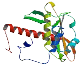 Mitochondrial Genome Maintenance Exonuclease 1 (MGME1)