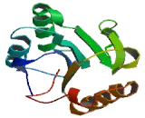 UMODL1 Antisense Gene Protein 1 (UMODL1-AS1)