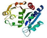 ES1 Protein Homolog, Mitochondrial (ES1)