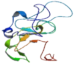 Chromosome 21 Open Reading Frame 67 (C21orf67)