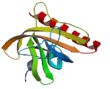 Chromosome 21 Open Reading Frame 91 (C21orf91)