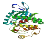 Chromosome 22 Open Reading Frame 24 (C22orf24)